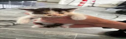 Mixed Breed cats for sale: British short hair crossed  in Birmingham - Advert 9