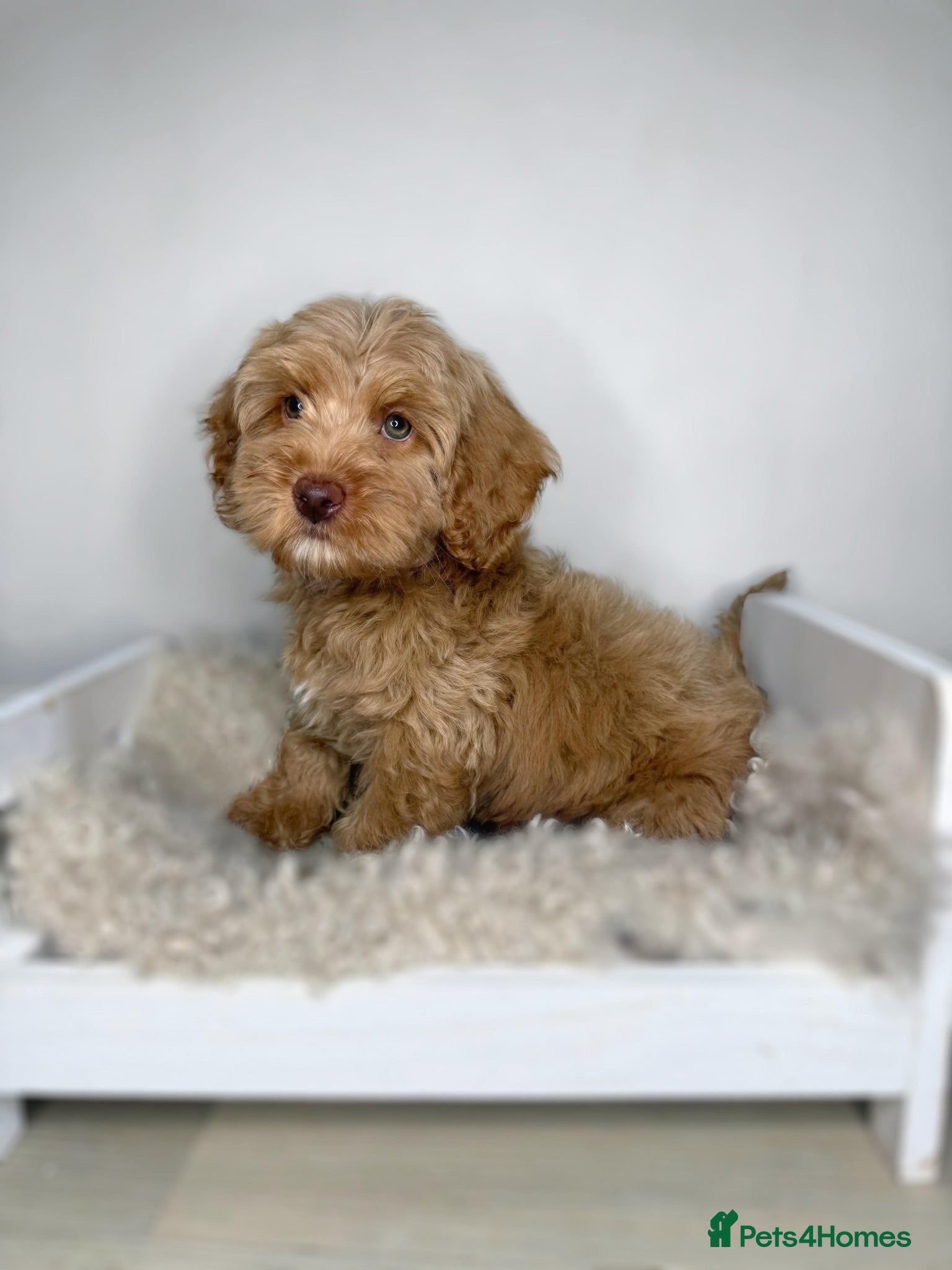 Cavapoo dogs 3 Cavapoo puppies rare colours/green eyes - Advert 1