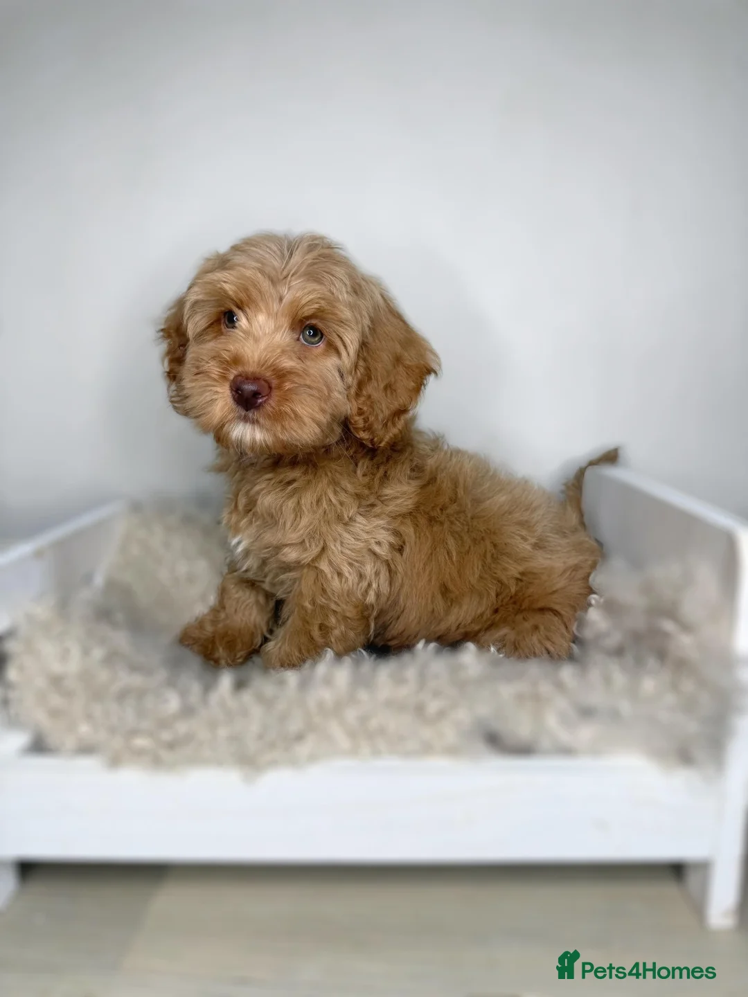 Cavapoo dogs for sale: 3 Cavapoo puppies rare colours/green eyes - Advert 1
