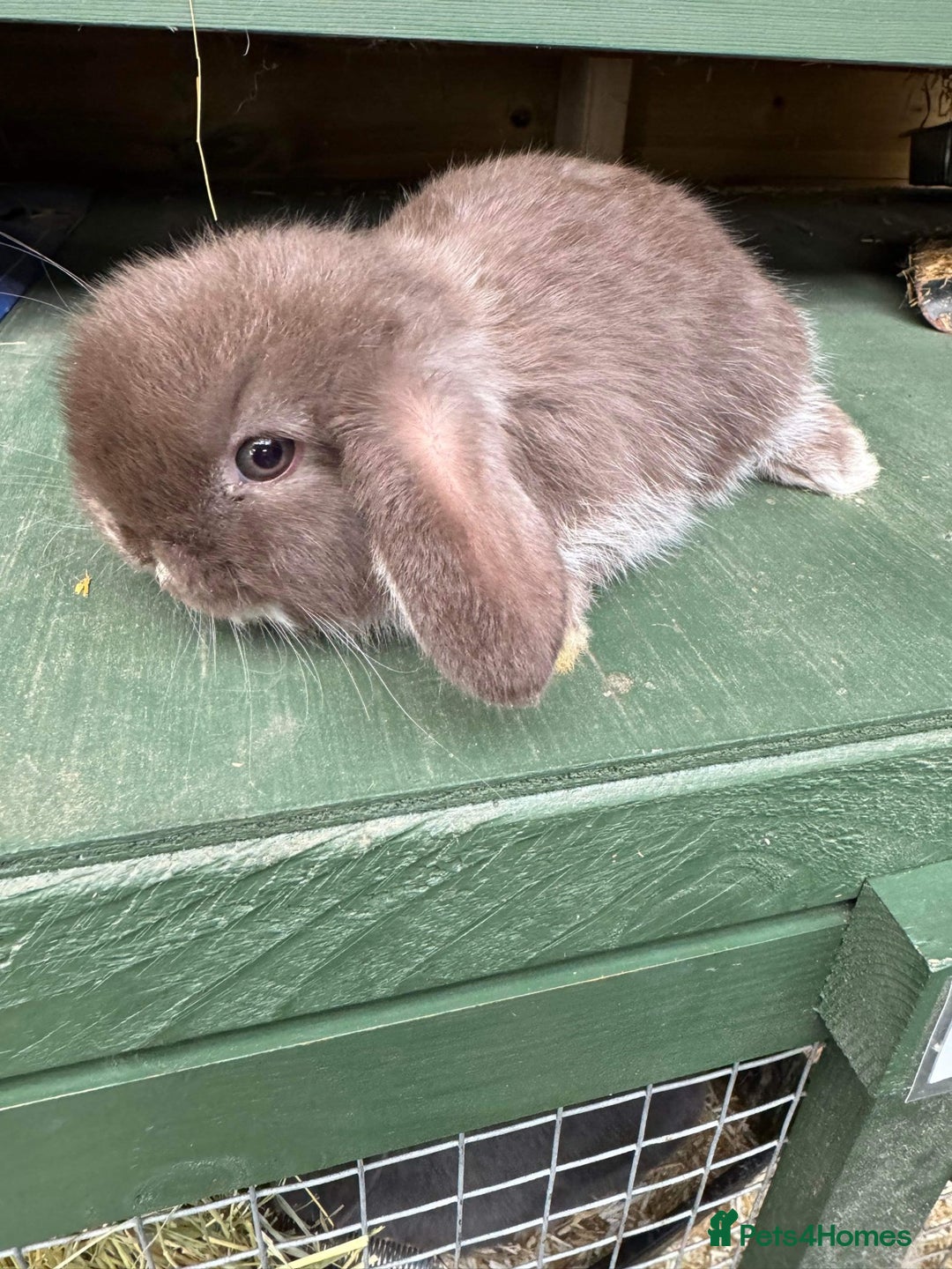Mini Lop rabbits for sale: BEAUTIFUL MINI LOP BUNNIES - PEDIGREE  - Advert 10