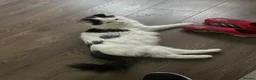 Turkish Van cats for sale: 5 gorgeous kittens ready now - Advert 4