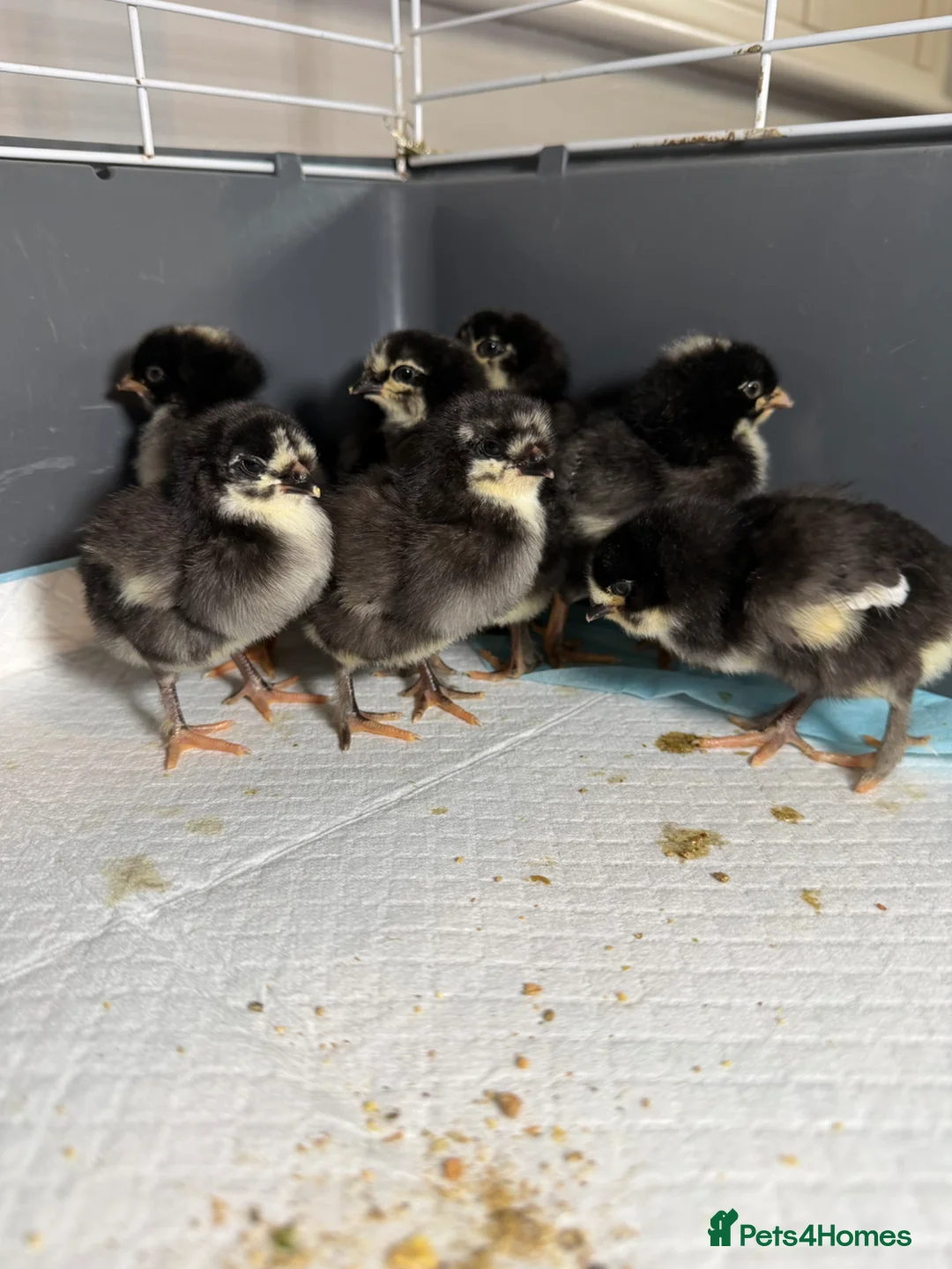 Chickens poultry for sale: Olive Egger Chicks  - Advert 4