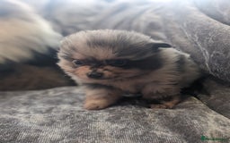 Pomeranian dogs for sale: Pomeranian puppies mixed colours  - Image 12