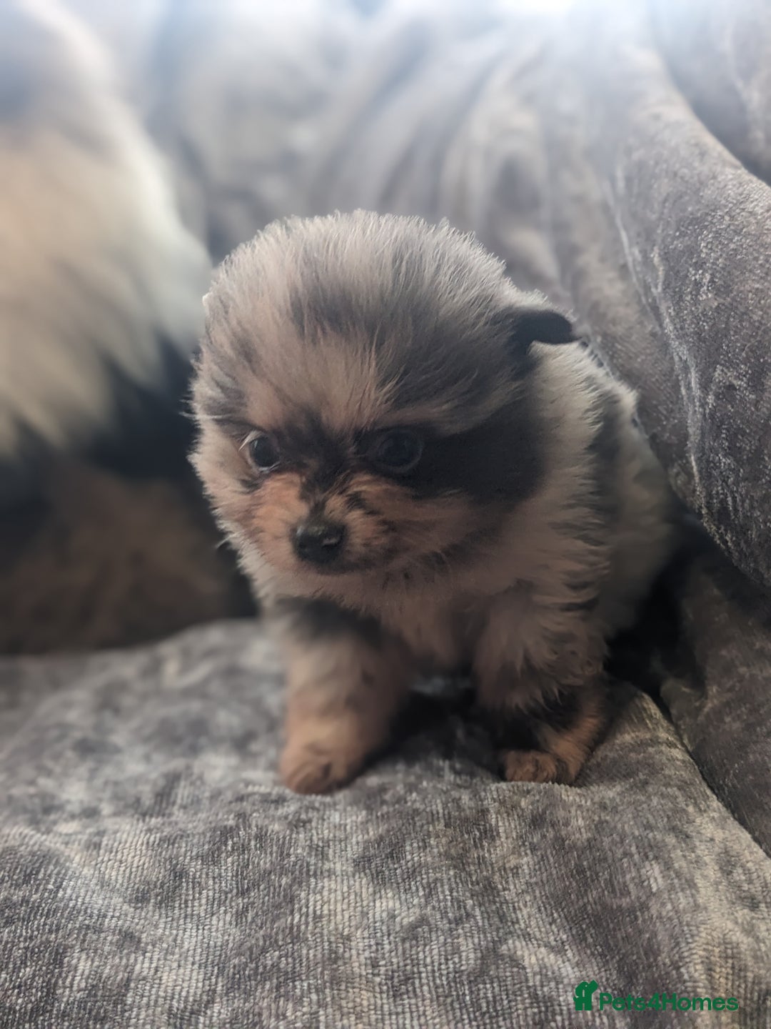 Pomeranian dogs for sale: Pomeranian puppies mixed colours  - Image 12