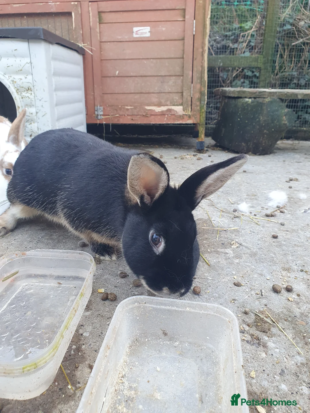 Mixed Breed rabbits for sale: 10 month old male rabbit  in Treorchy - Advert 2