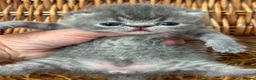 Exotic cats for sale: 3 high quality exotics - Advert 8