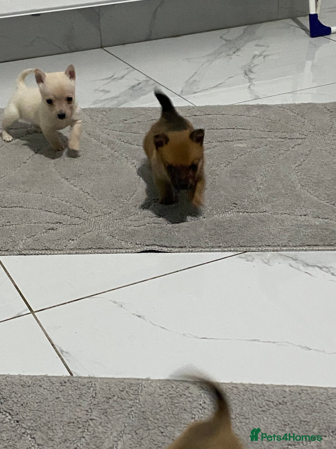Chihuahua dogs for sale: 3 beautiful chihuahua puppies  - Advert 12