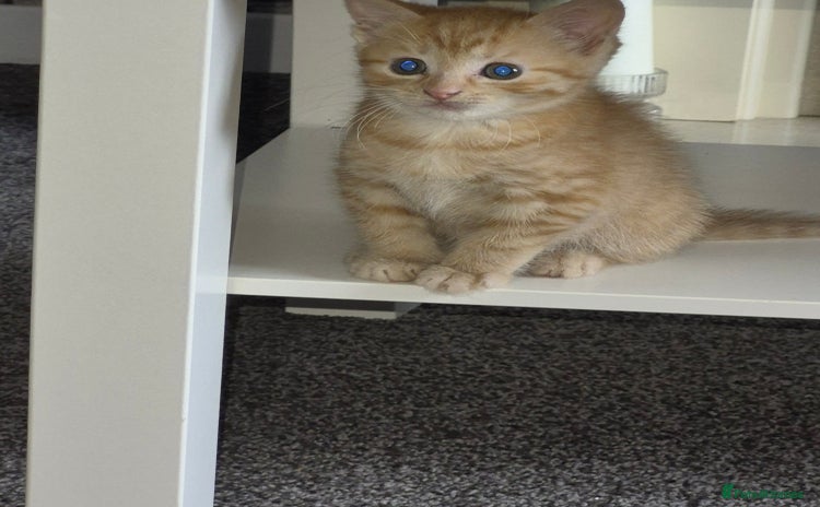 Mixed Breed cats - Advert 11