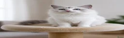 Ragdoll cats for sale: Beautiful Tica Registered Kittens Ragdoll - Advert 12