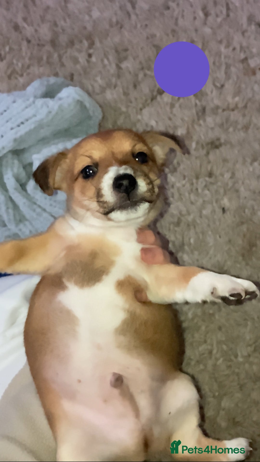 Jack Russell dogs for sale: Boy Jack russell puppies  - Advert 6