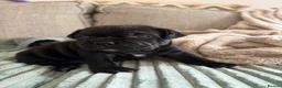 Staffordshire Bull Terrier dogs for sale: 🐾 Beautiful KC registered puppies 🐾 - Advert 12