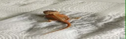 Bearded Dragon reptiles for sale: Bearded dragons in Hull - Advert 10