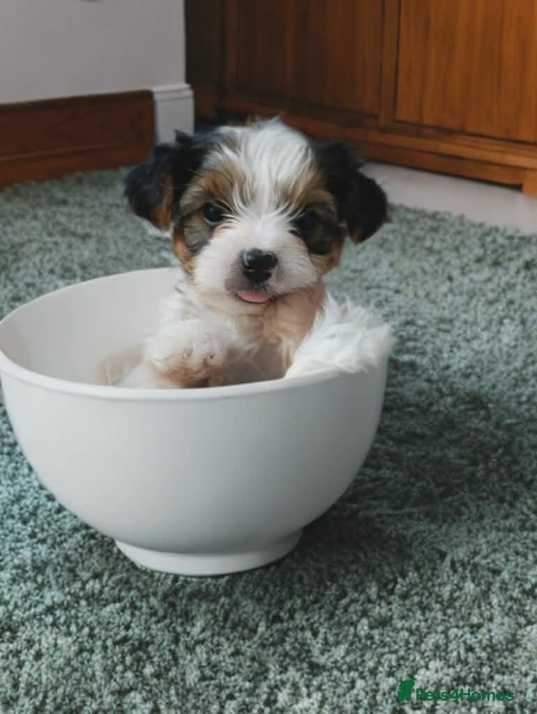 Biewer Terrier dogs Beautifull Biewer puppies 🥰 - Advert 3