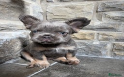 French Bulldog dogs for sale: 4 Fluffy French Bulldogs FOR SALE  - Image 22