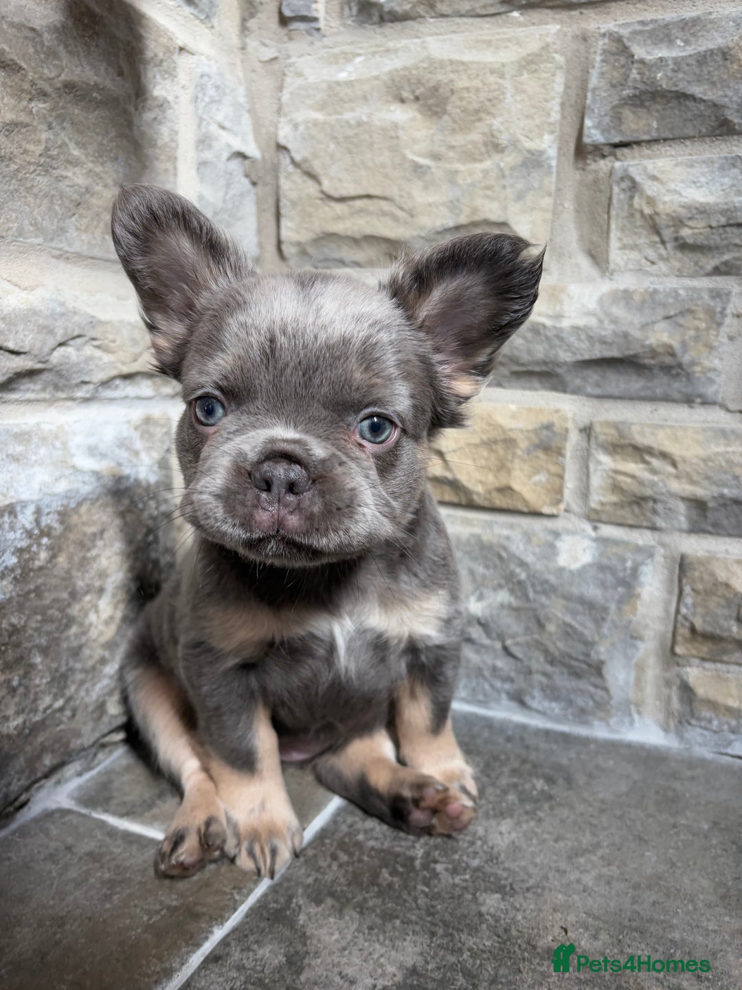 French Bulldog dogs for sale: 4 Fluffy French Bulldogs FOR SALE  - Image 22