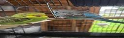 Budgerigars birds for sale: Gorgeous Baby Budgies - Advert 19