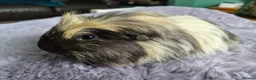 Guinea Pig rodents for sale: 2 young sows  - Advert 2