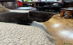 British Shorthair cats for sale: Stunning British Short Hair kittens for sale - Image 8