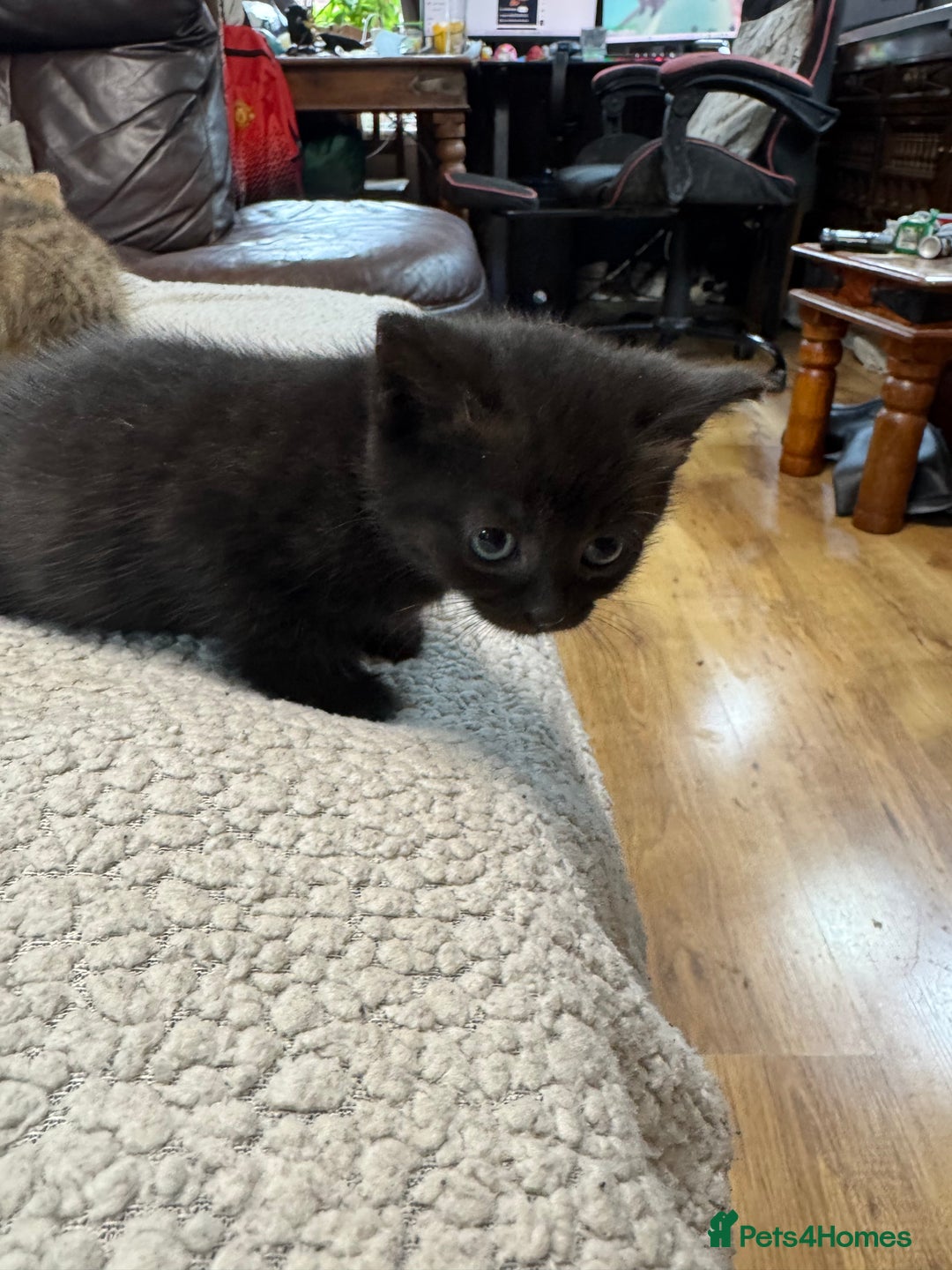 British Shorthair cats for sale: Stunning British Short Hair kittens for sale - Image 8