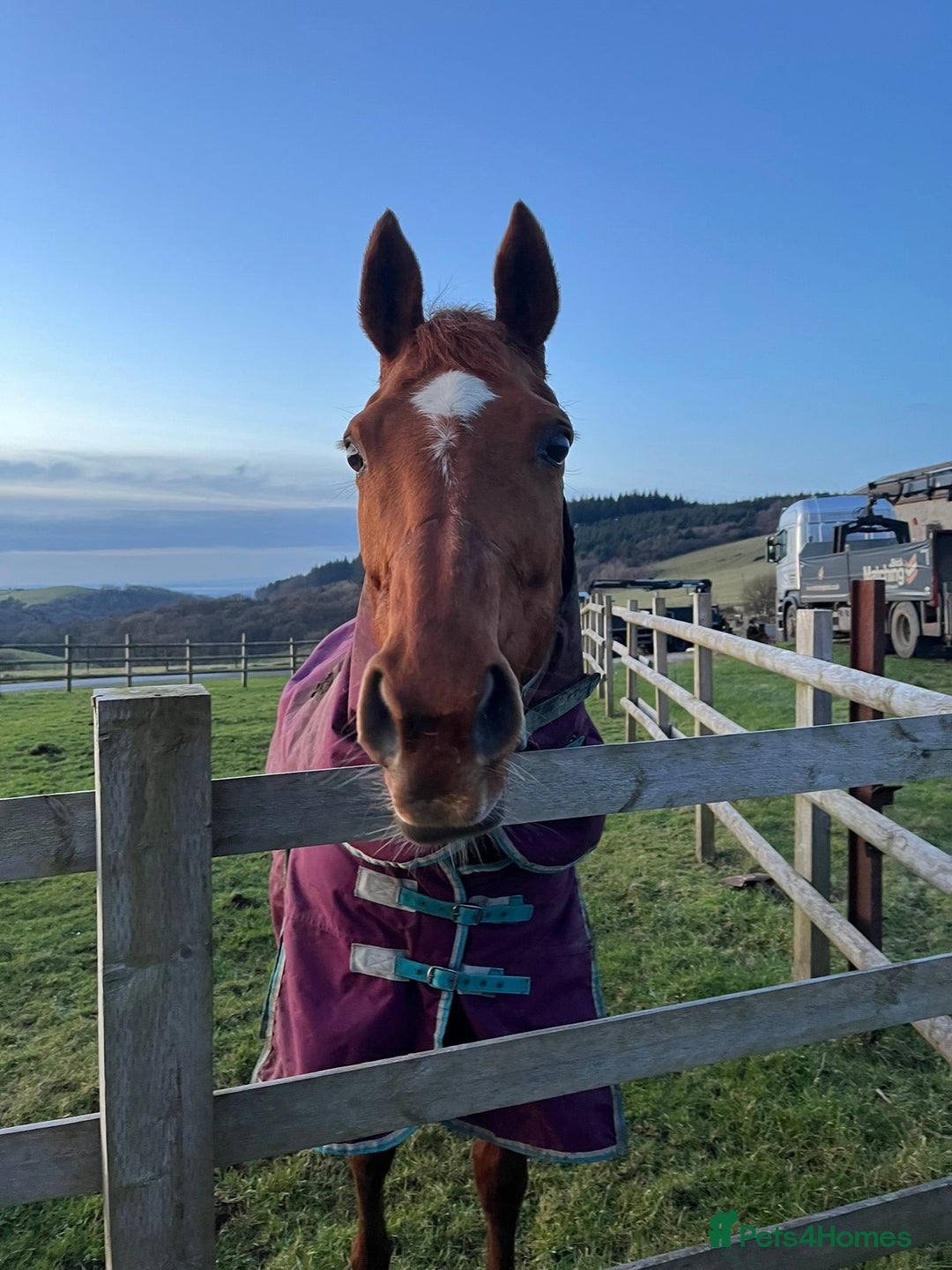 Irish Thoroughbred horses for sale: Beautiful chestnut mare for sale  - Image 3