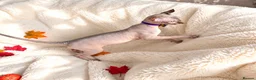 Sphynx cats for sale: Beautiful Male Elf Sphynx Kitten – Marcus - Advert 5