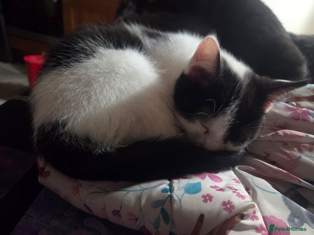 British Shorthair cats for sale: British short hair x domestic cat kittens  - Advert 2