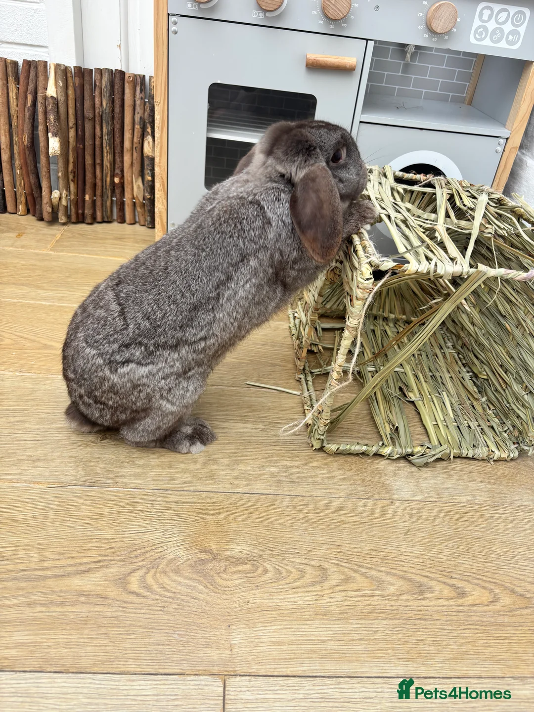 Mini Lop rabbits for sale: 2 Female Adult Mini Lops  - Advert 2