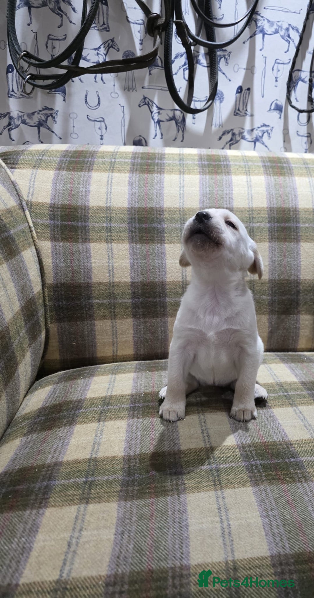 Labrador Retriever dogs for sale: Labrador puppies gold and black boys and girls  - Advert 4