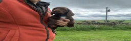 Sprocker dogs for sale: F1 sprocker puppies - Advert 4