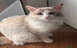 Ragdoll cats for sale: Pedigree Ragdoll Kittens for sale - Image 2