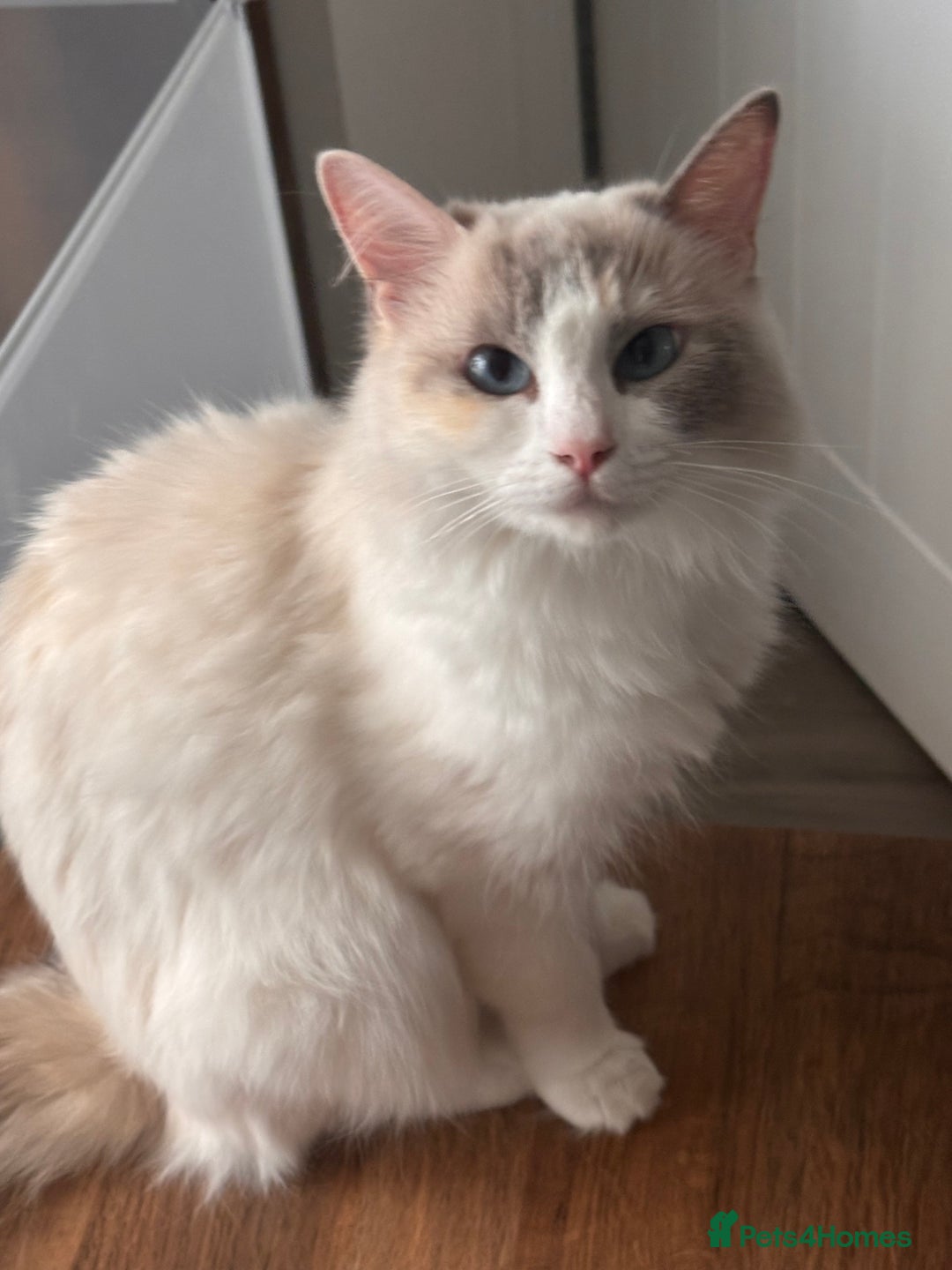 Ragdoll cats for sale: Pedigree Ragdoll Kittens for sale - Image 2