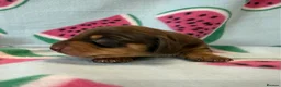 Miniature Dachshund dogs for sale: Kc Reg Smooth Haired Miniature Dachshunds  - Advert 6