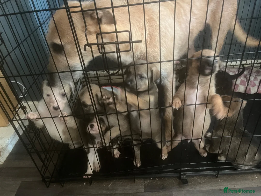 Mixed Breed dogs for sale: Puppy’s deerhound greyhound  - Advert 1