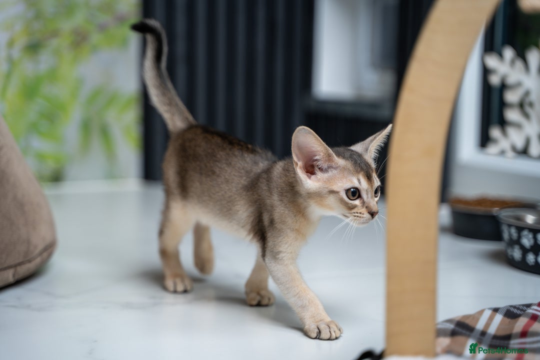 Abyssinian cats for sale: SILVER ABYSSINIAN-Winston-Rare and Exceptional  - Advert 8