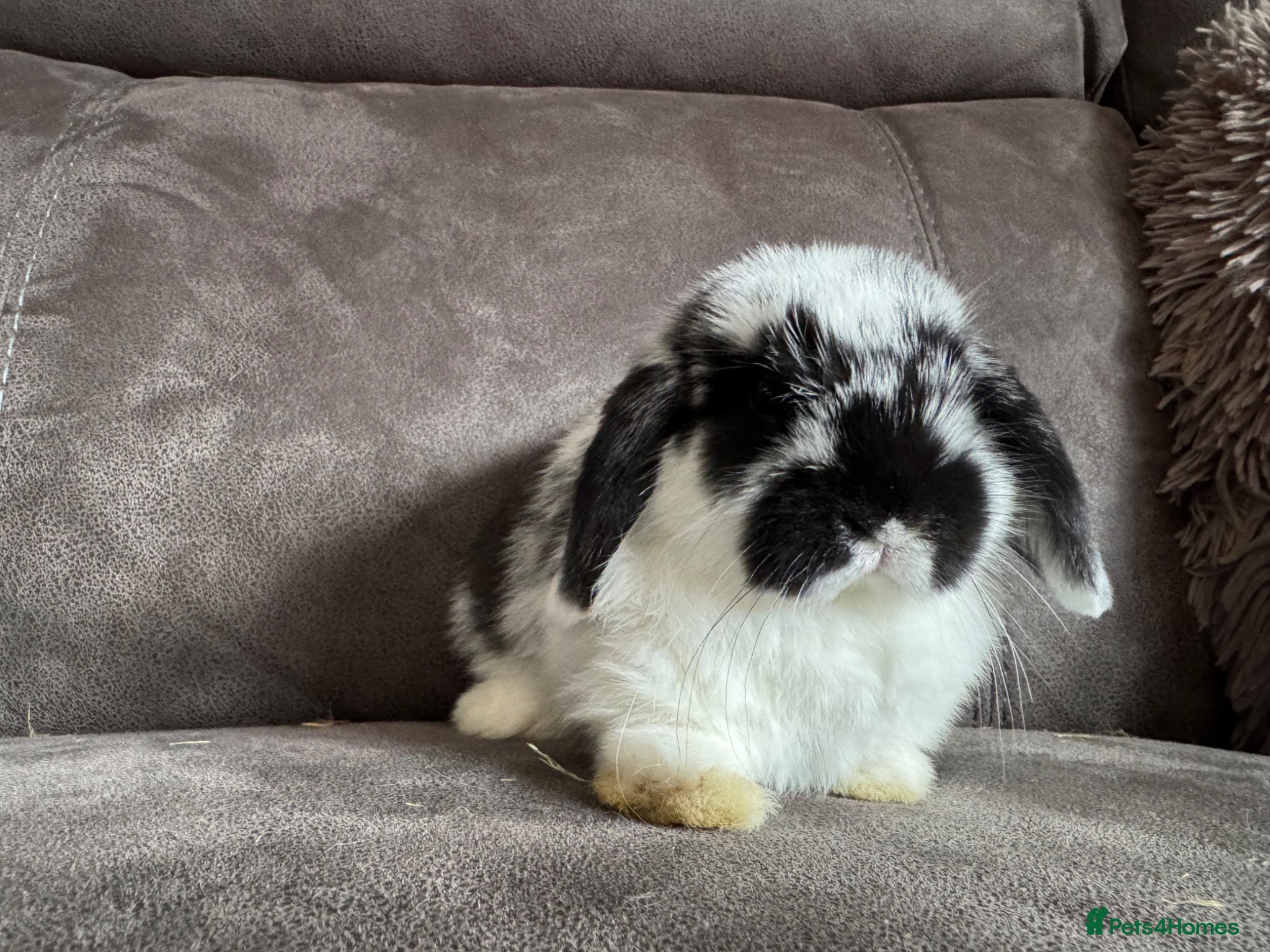 Mini Lop rabbits 💙 Pure Breed Mini Lop Boys Available 🩷 - Advert 2