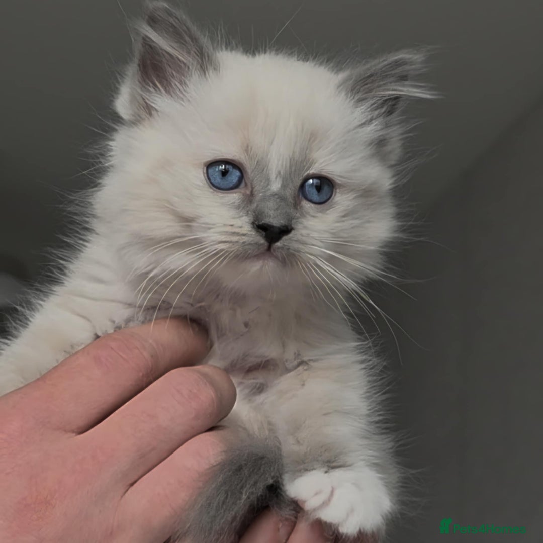 Ragdoll cats for sale: Ragdoll kittens ready to go! - Image 7