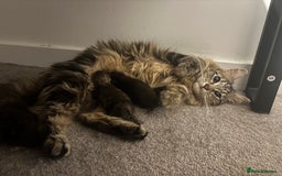British Longhair cats for sale: Brown cat and tabby cat - Image 7