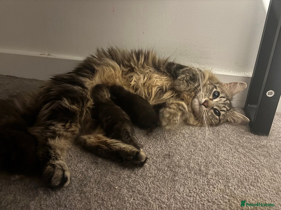 British Longhair cats for sale: Brown cat and tabby cat - Image 7
