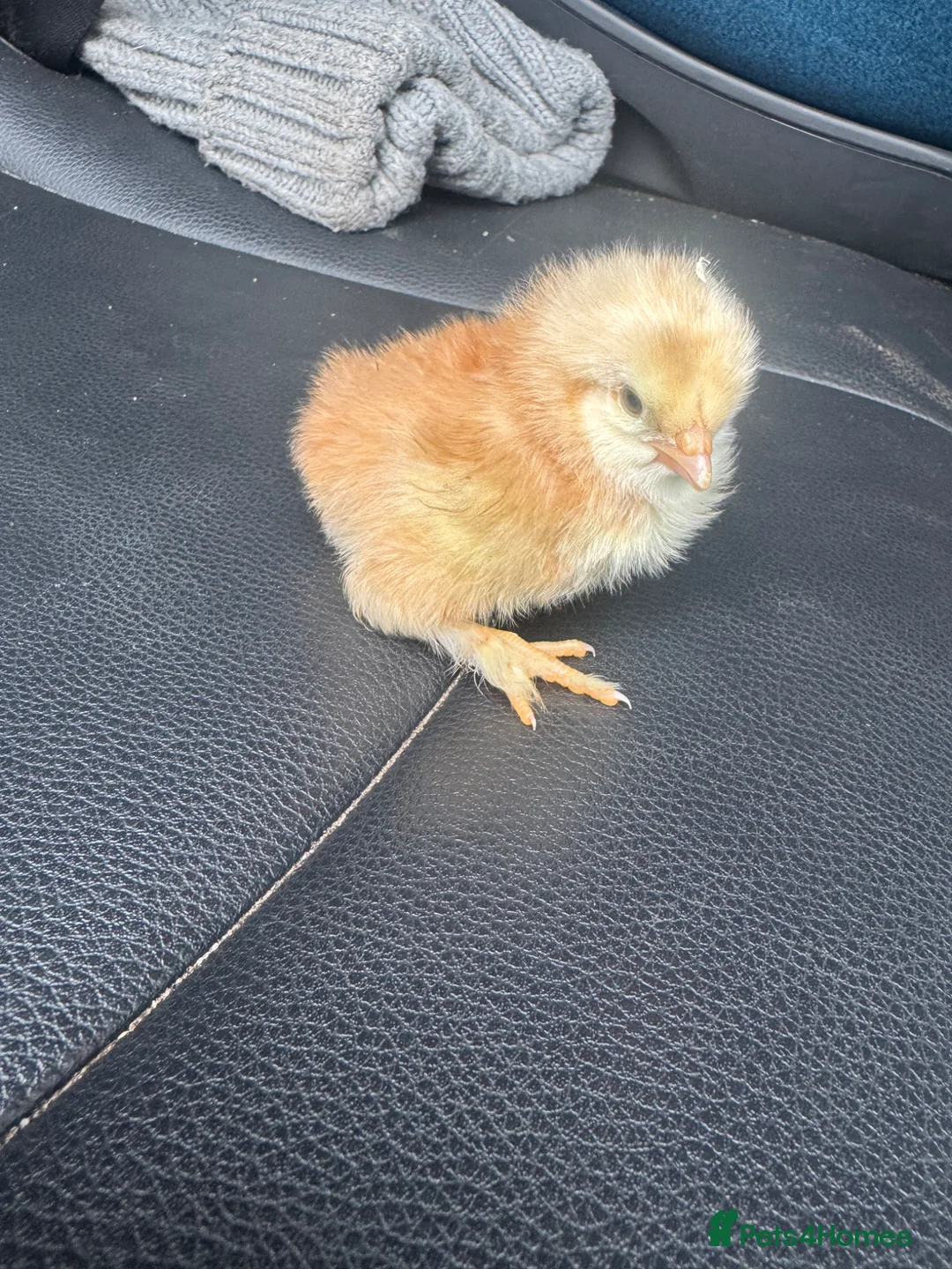 Chickens poultry for sale: Brahma and cream crested legbar chicks READY NOW - Advert 5