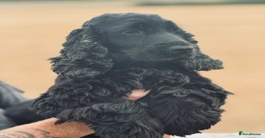 Cocker Spaniel dogs - Advert 2