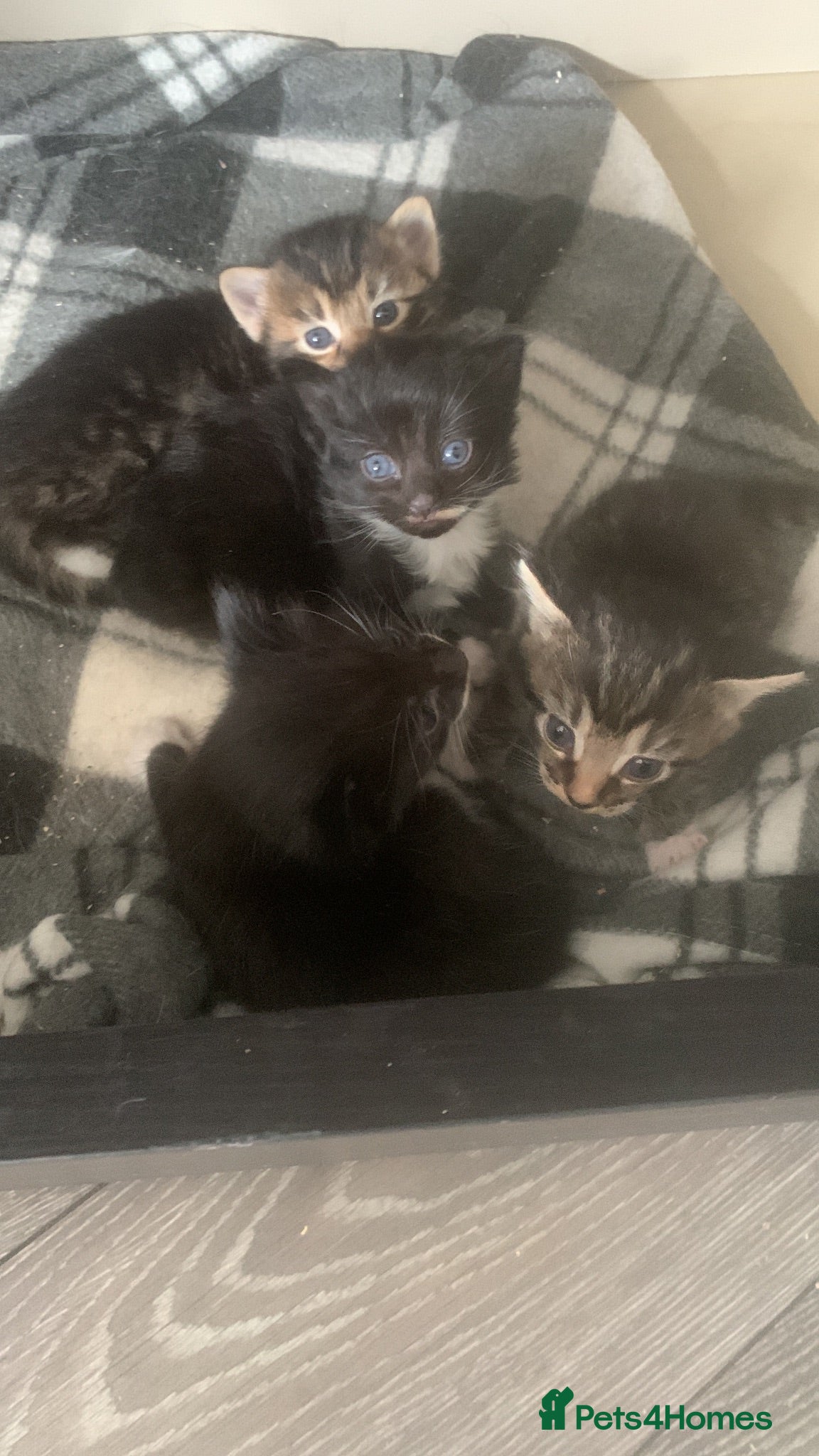 Mixed Breed cats 4 beautiful male kittens - Advert 5