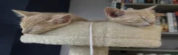 British Shorthair cats for sale: Beautiful British Shorthair & Siamese Kittens  - Advert 4