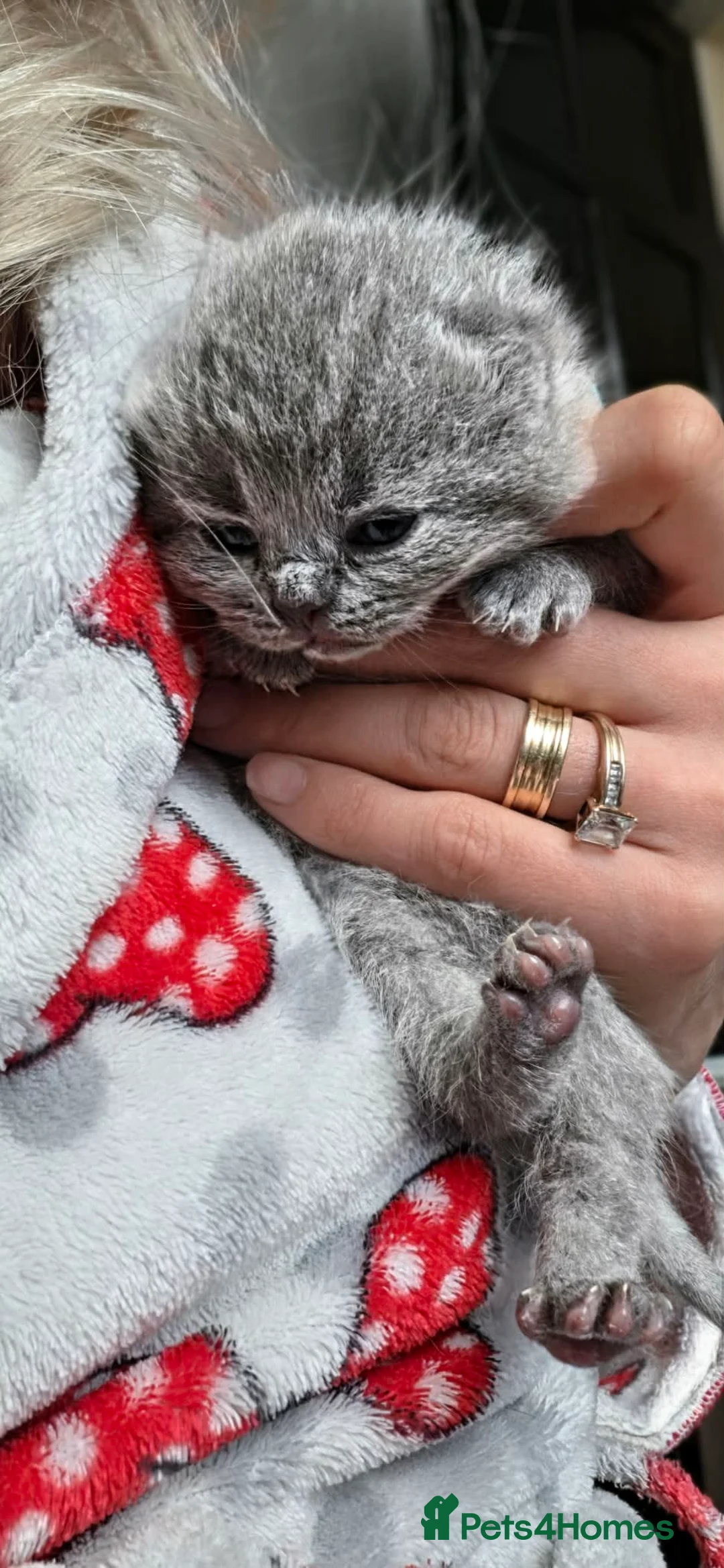 British Shorthair cats for sale: GCCF Reg British Shorthair Kittens - Advert 7