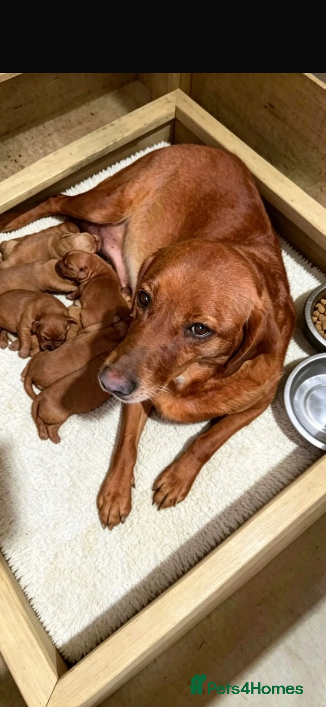 Labrador Retriever dogs for sale: WORKING KC REG FOX RED LABRADOR PUPPIES FOR SALE  - Advert 26