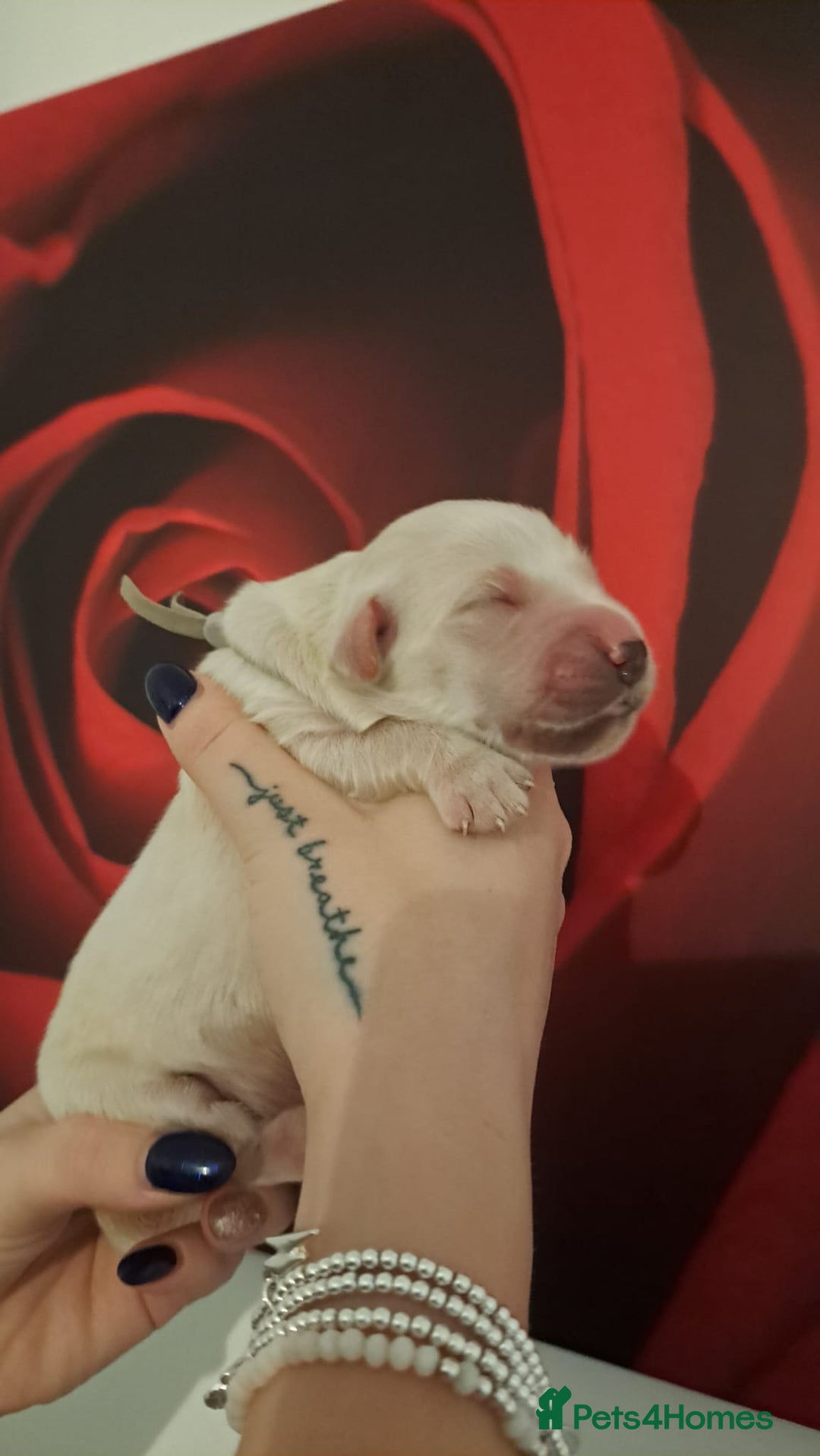 Golden Retriever dogs for sale: European bloodline GR puppies  - Advert 8