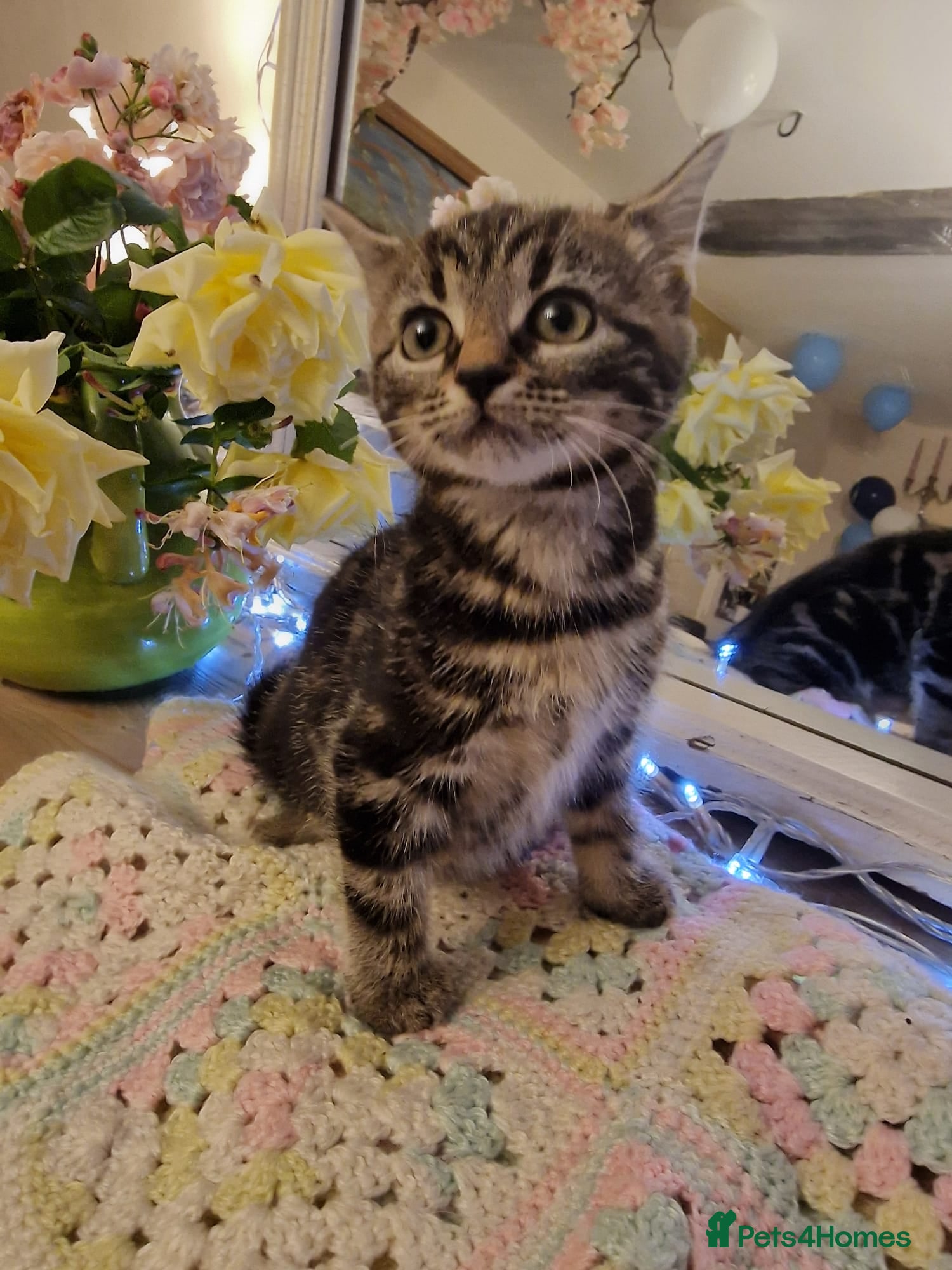Mixed Breed cats Beautiful kittens for sale - Advert 5
