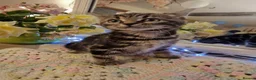 Mixed Breed cats for sale: Beautiful kittens for sale - Advert 1