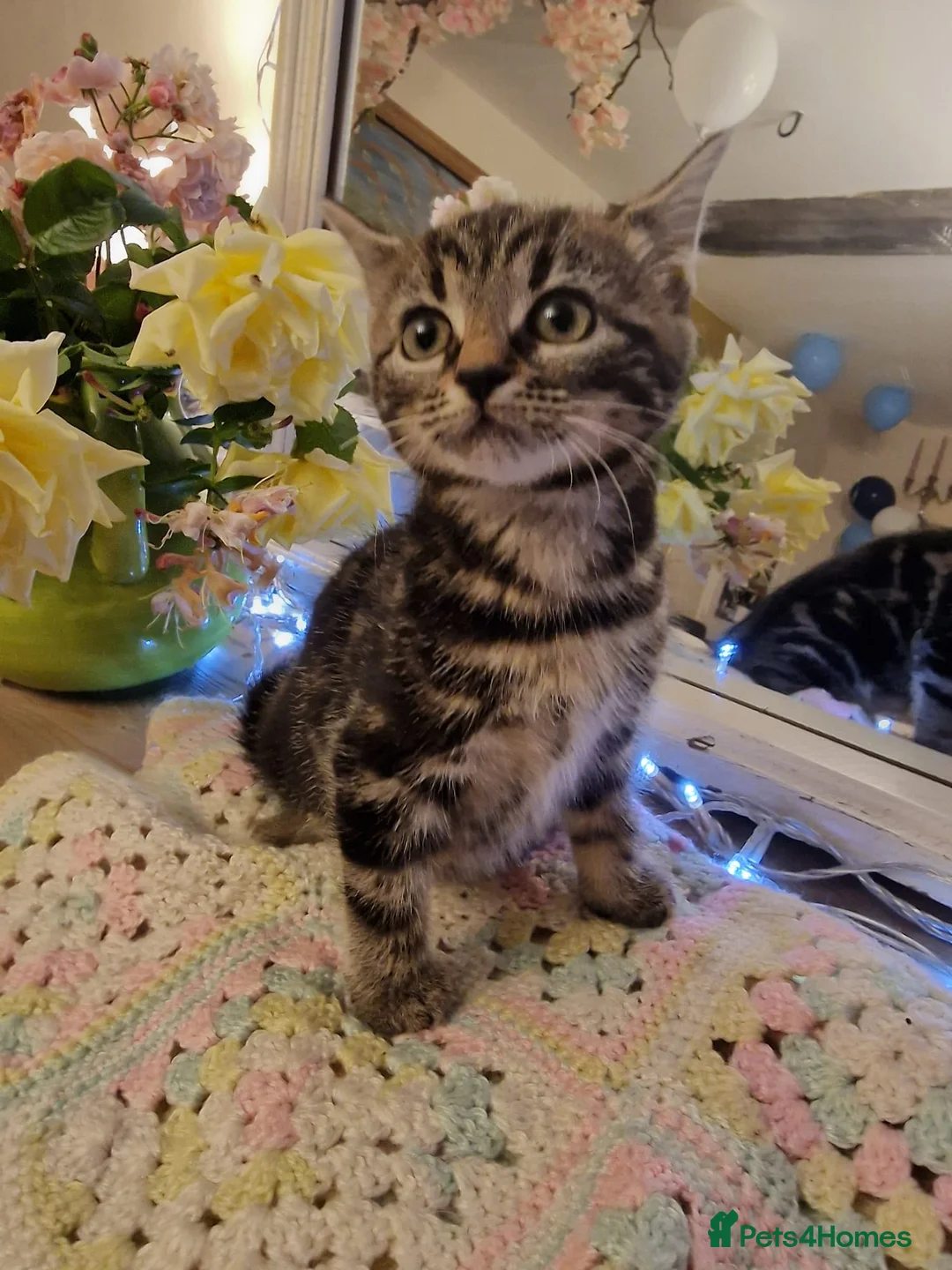 Mixed Breed cats for sale: Beautiful kittens for sale - Advert 1