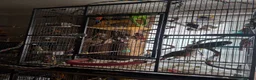 Mixed Breed birds for sale: Conure & Quaker for sale - Advert 5
