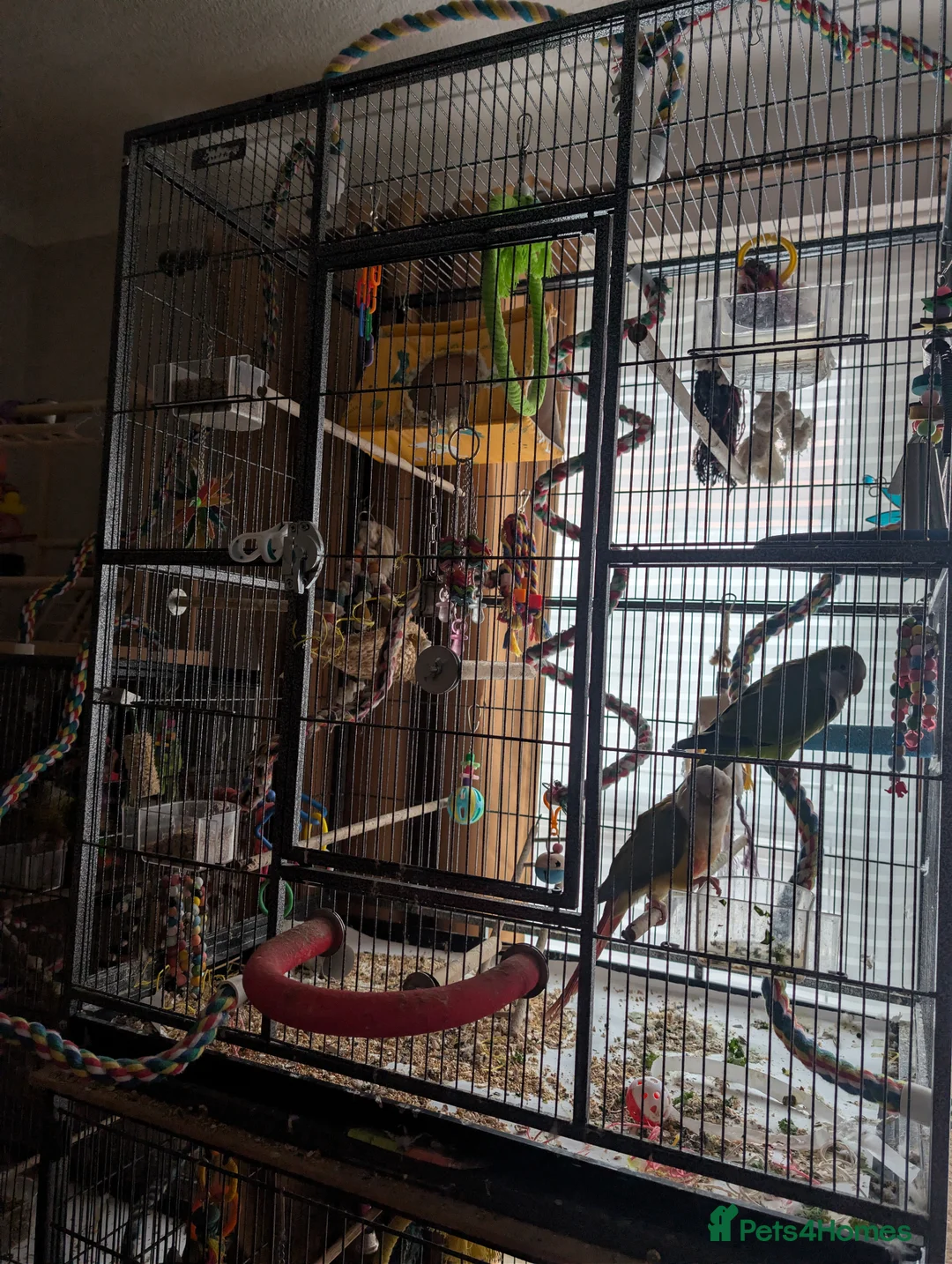 Mixed Breed birds for sale: Conure & Quaker for sale - Advert 5